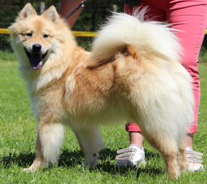 Deluca